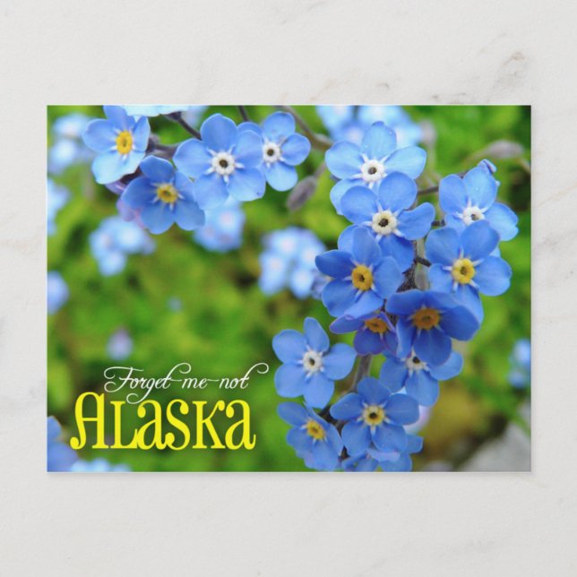 Carte Postale Alaska State Flower : Oublie-moi-non (Devant)