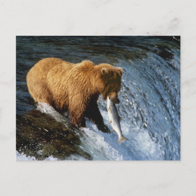 Carte Postale Alaskan Brown Bear Catching Salmon at Brooks (Devant)