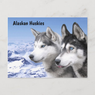 Carte Postale Alaskan Huskies