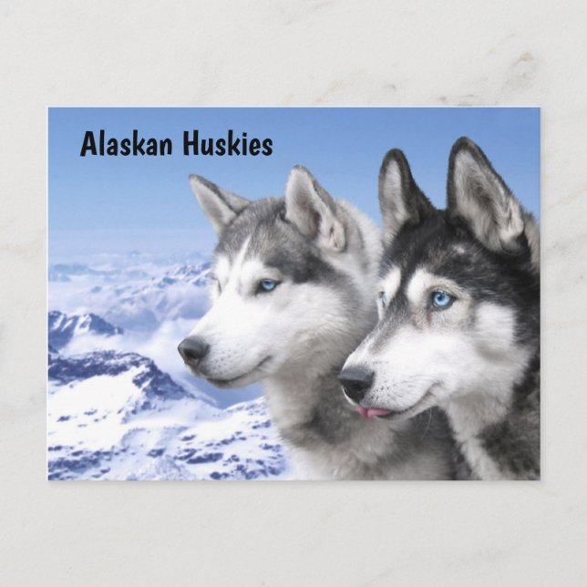 Carte Postale Alaskan Huskies (Devant)