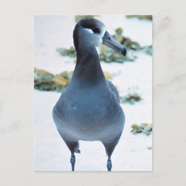 Carte Postale Albatros à pieds noirs (Devant)
