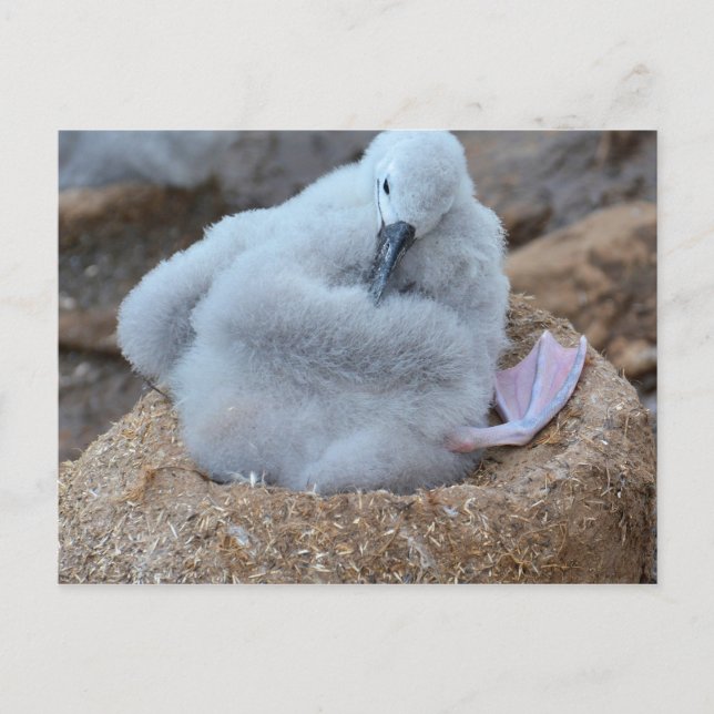 Carte Postale Albatros Chick (Devant)