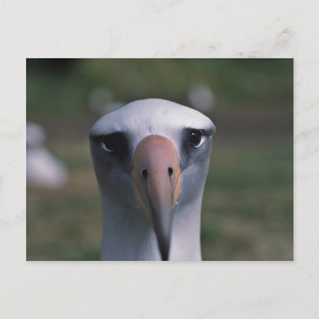 Carte Postale Albatros de Laysan (Devant)