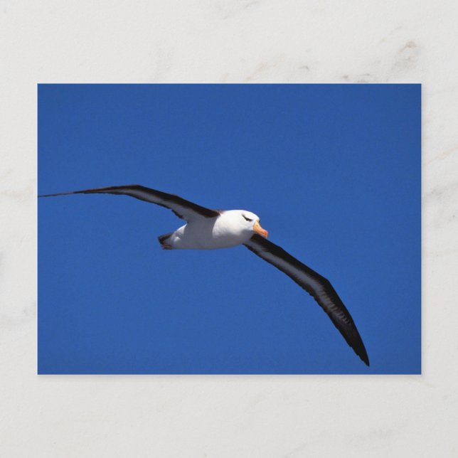 Carte Postale Albatros Noir En Vol (Devant)