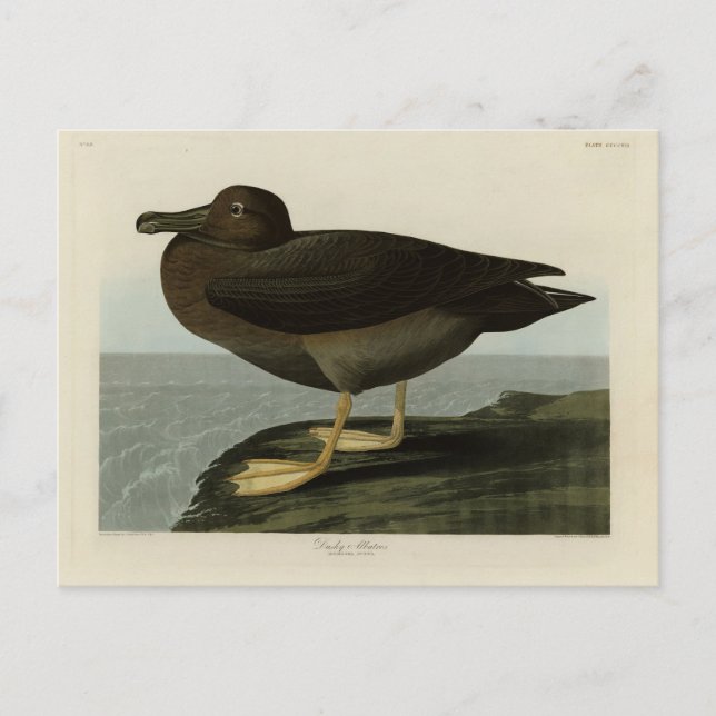 Carte Postale Albatros usqués des oiseaux d'Amérique d'Audubon (Devant)