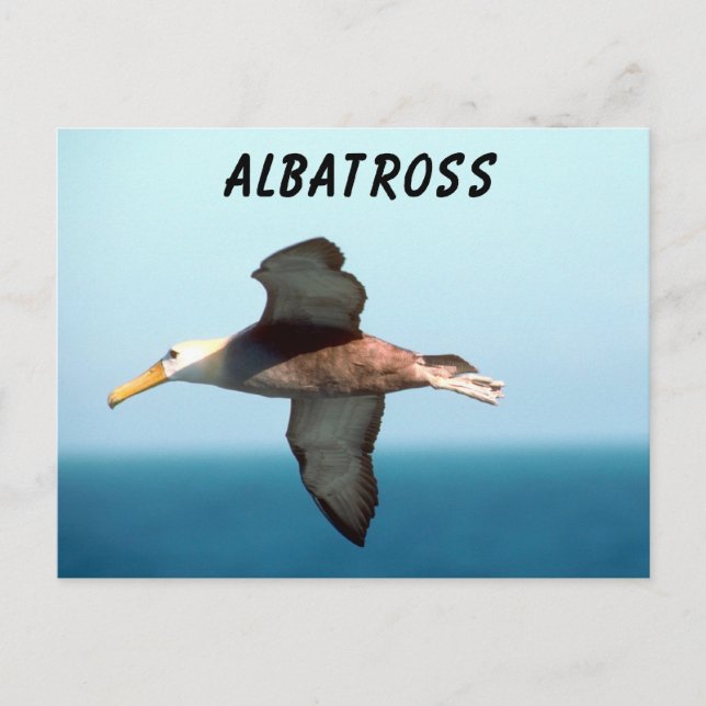 Carte Postale Albatros volant (Devant)