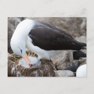 Carte Postale Albatross