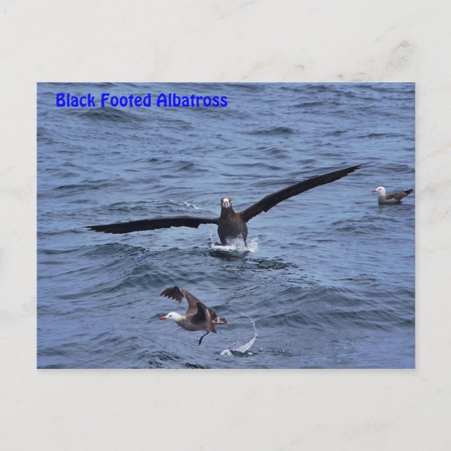 Carte postale Albatross pied noir (Devant)