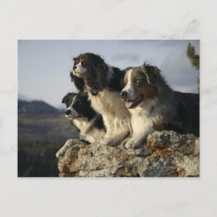 Carte Postale Alberta, Canada 2