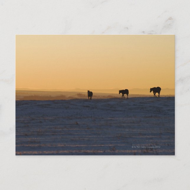 Carte Postale Alberta, Canada 3 (Devant)