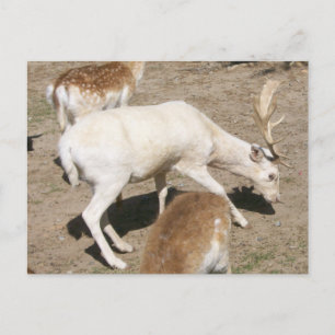 Carte postale Albino Buck