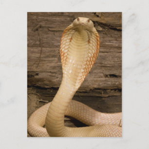 Carte Postale Albino Monacled Cobra, Naja kaouthia, enroulé