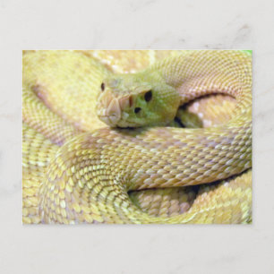 Carte postale Albino Rattlesnake