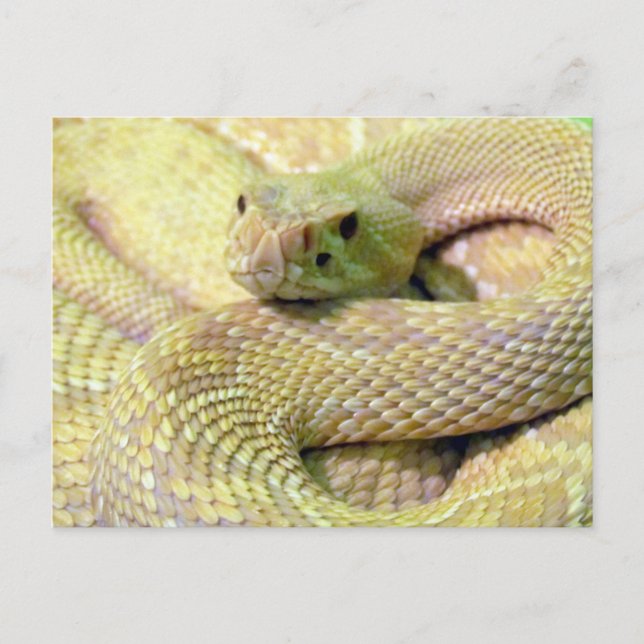 Carte postale Albino Rattlesnake (Devant)
