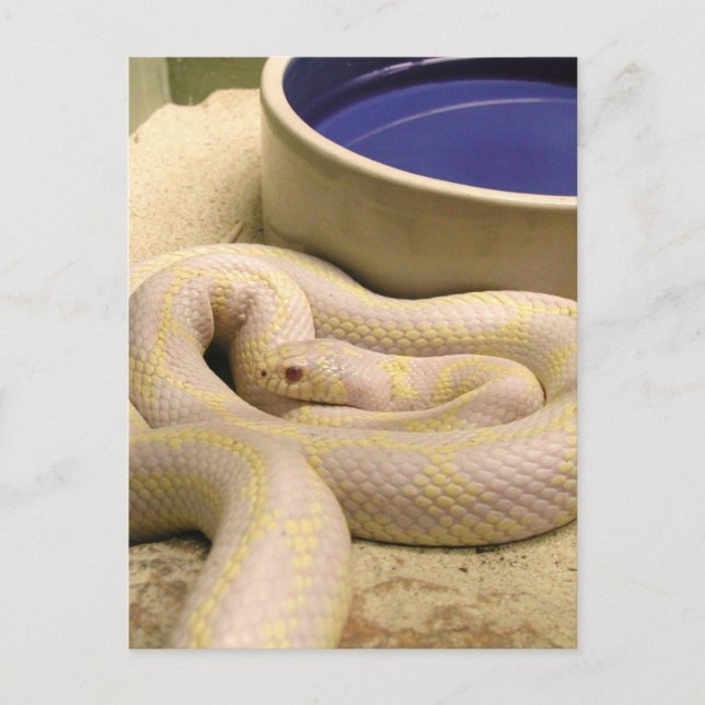 Carte postale Albino Snake ! (Devant)