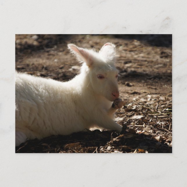 Carte Postale Albino Wallaby (Devant)