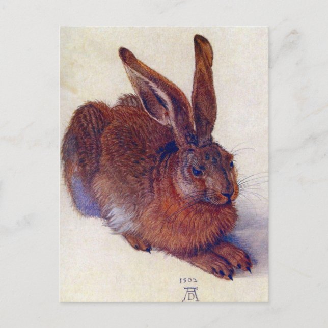Carte Postale Albrecht Durer - Hare de campagne GC (Devant)