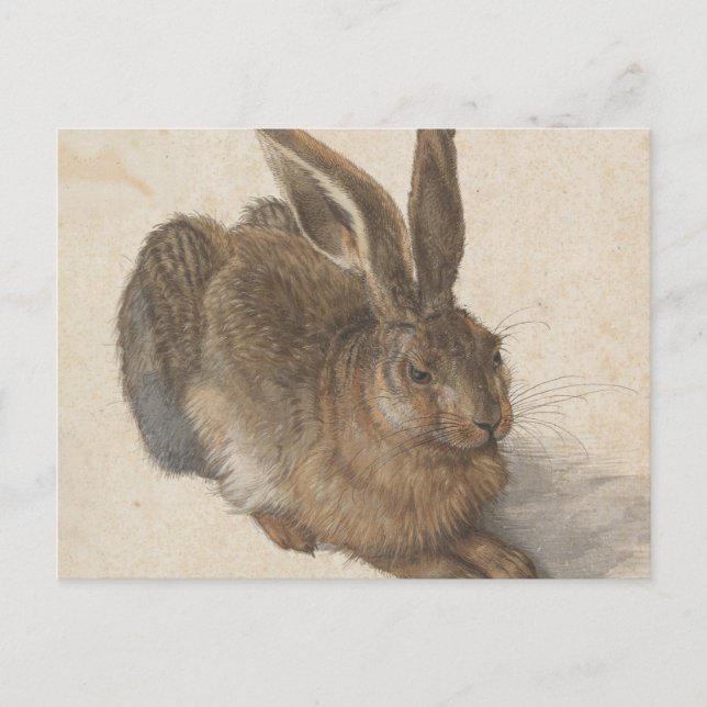 Carte Postale Albrecht Dürer - lièvre (Devant)