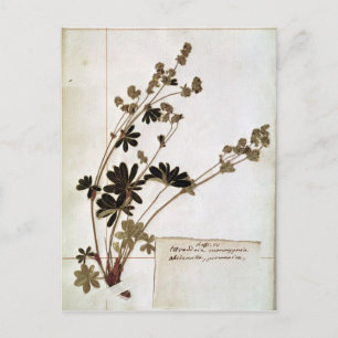 Carte Postale Alchemilla, d'un Herbarium