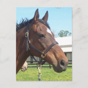 Carte postale Alert Arab Horse