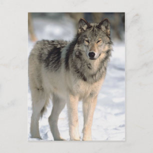 Carte Postale Alert Wolf