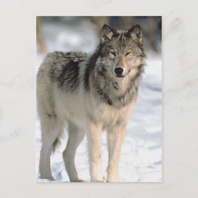 Carte Postale Alert Wolf (Devant)