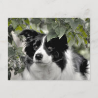 Alerte Bordure Collie dans Green Woods