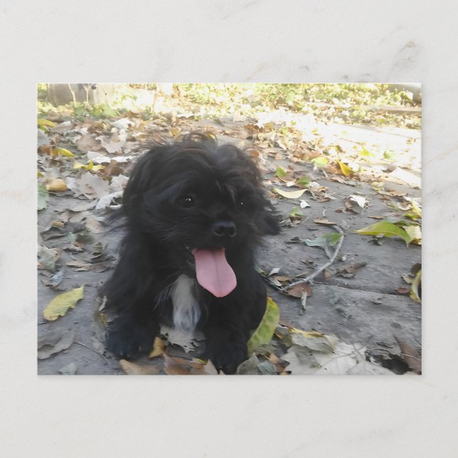 Carte Postale Alerte chiot mignon (Devant)