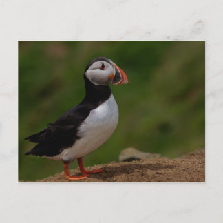 Carte Postale Alerte Puffin