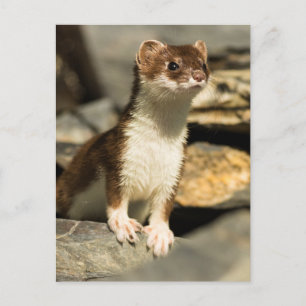 Carte Postale Alerte Weasel