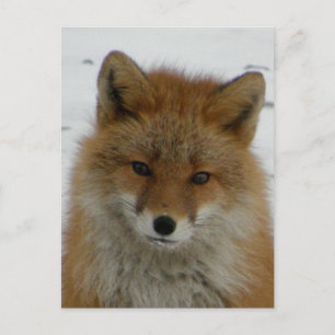 Carte Postale Aleutian Red Fox