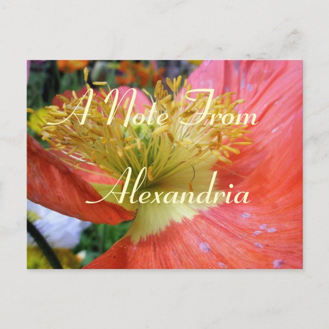 Carte Postale Alexandrie (Devant)