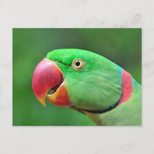 Carte Postale Alexandrine Parakeet
