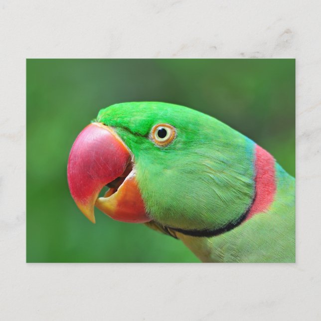 Carte Postale Alexandrine Parakeet (Devant)