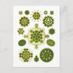 Carte Postale Algues