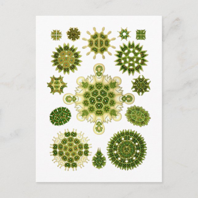 Carte Postale Algues (Devant)