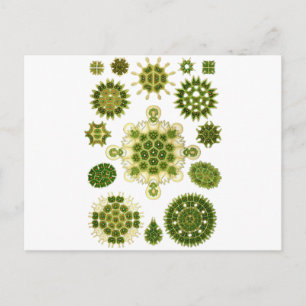 Carte Postale Algues