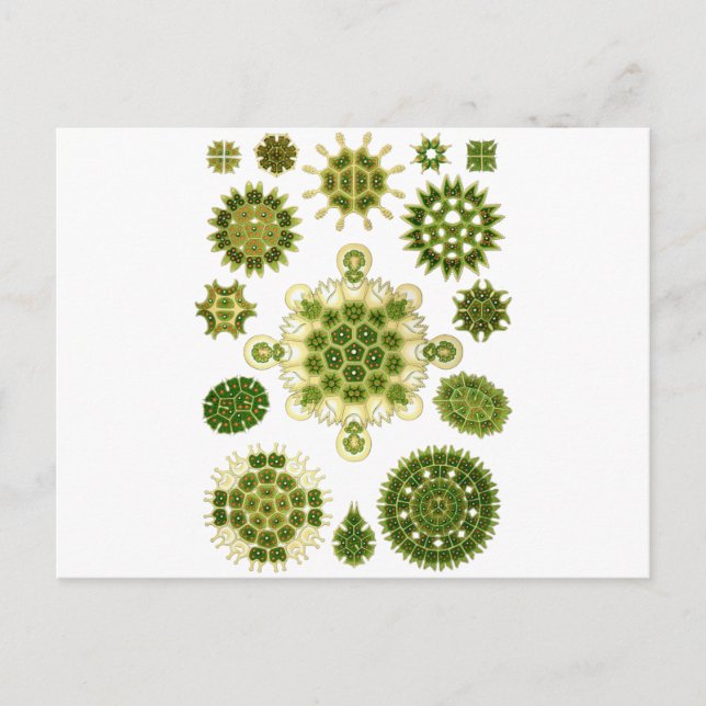 Carte Postale Algues (Devant)