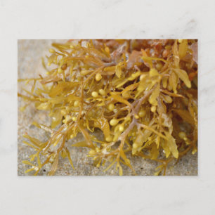 Carte Postale Algues de Narrowleaf Sargasso sur la plage de sabl