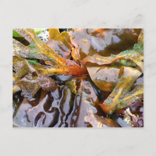Carte Postale Algues Lumineuses (carte postale)