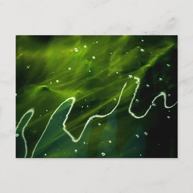 Carte Postale Algues vertes et eau pccnm (Devant)