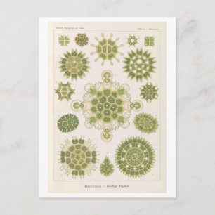 Carte Postale Algues vintage par Haeckel