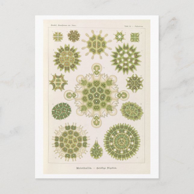 Carte Postale Algues vintage par Haeckel (Devant)