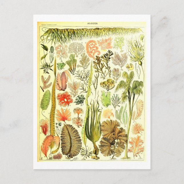 Carte postale Algues vintages (Devant)