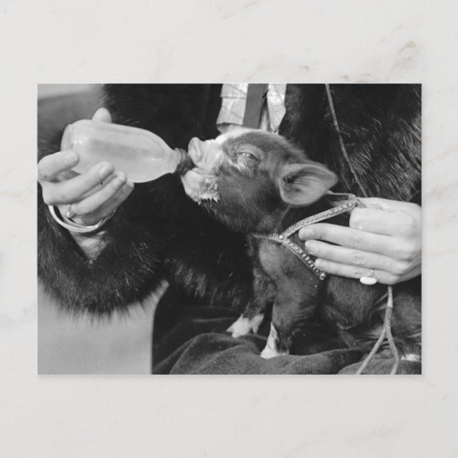Carte Postale Alimentation au biberon du porcelet de compagnie (Devant)
