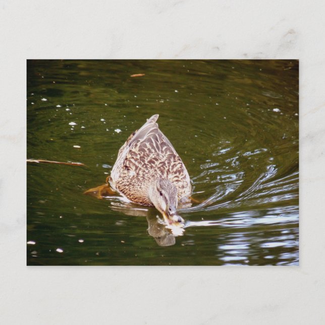 Carte Postale Alimentation Cute Duck (Devant)