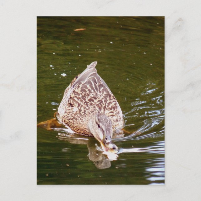 Carte Postale Alimentation Cute Duck (Devant)