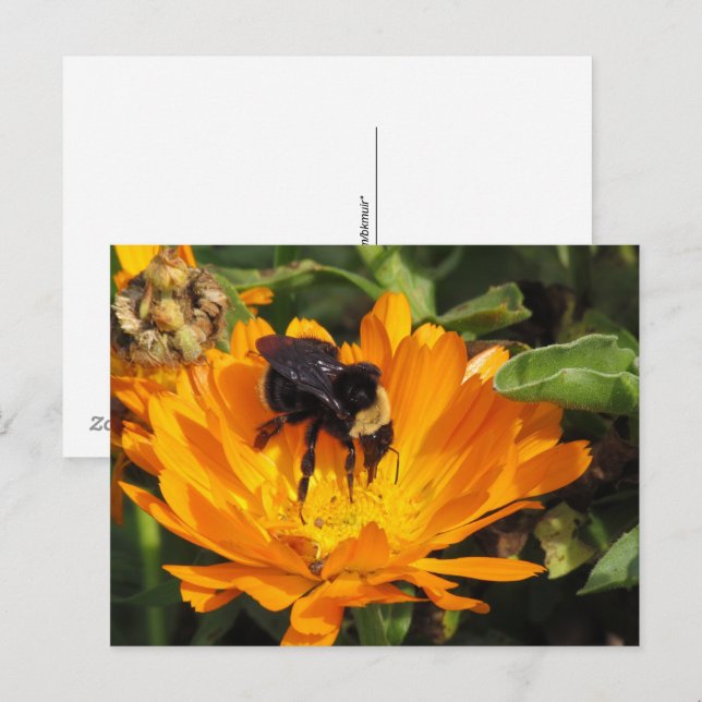 carte postale - Alimentation dans Calendula (Devant / Derrière)