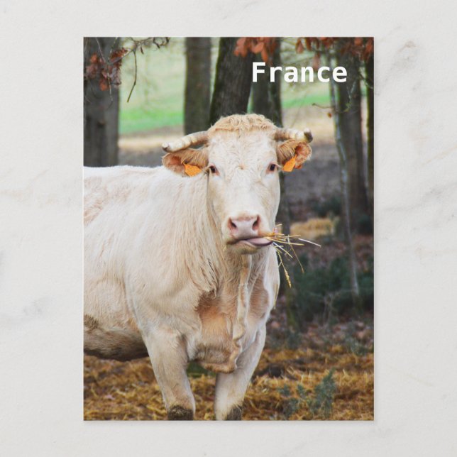 Carte Postale Alimentation de la vache en France (Devant)