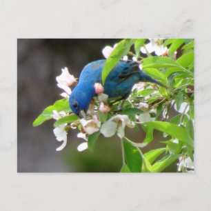 Carte Postale Alimentation de l'indigo Bunting - Oiseau